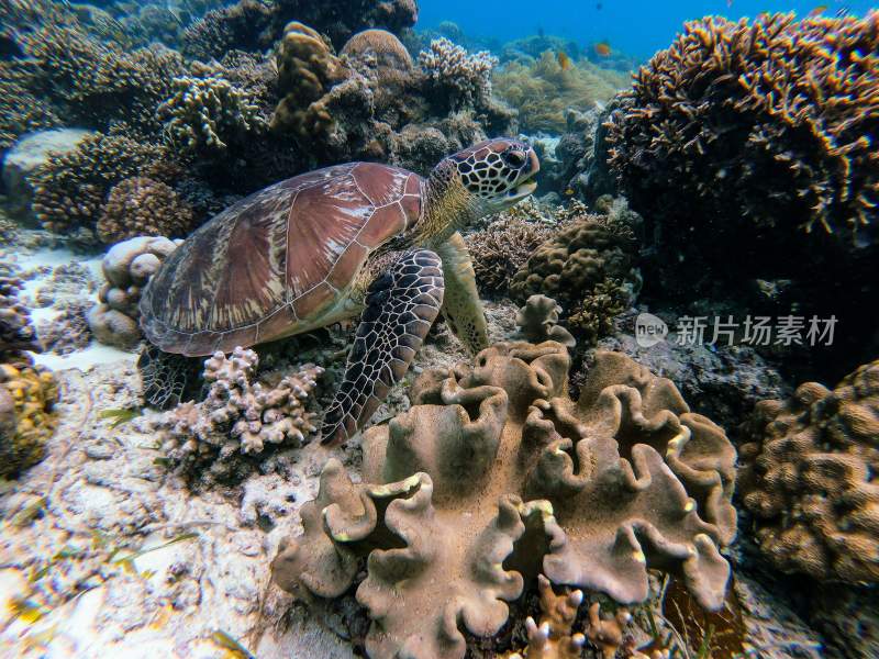 乌龟海龟两栖动物