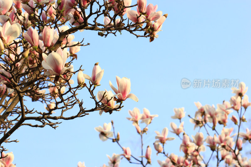 蓝色背景下春天盛开的玉兰花
