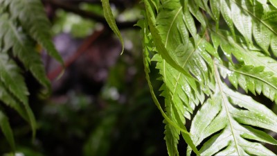 蕨类植物叶子热带雨林生物