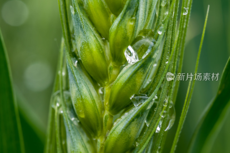 小麦开花麦穗麦子粮食丰收希望谷雨小满