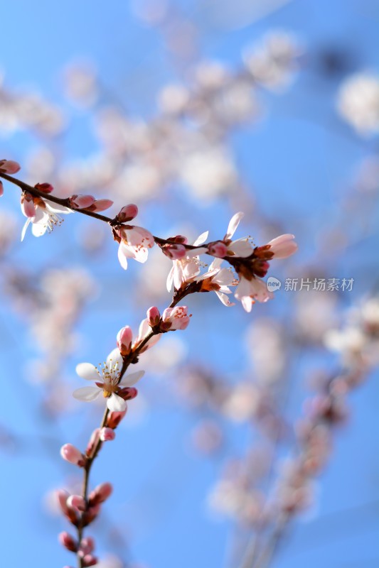 桃花花苞花蕊