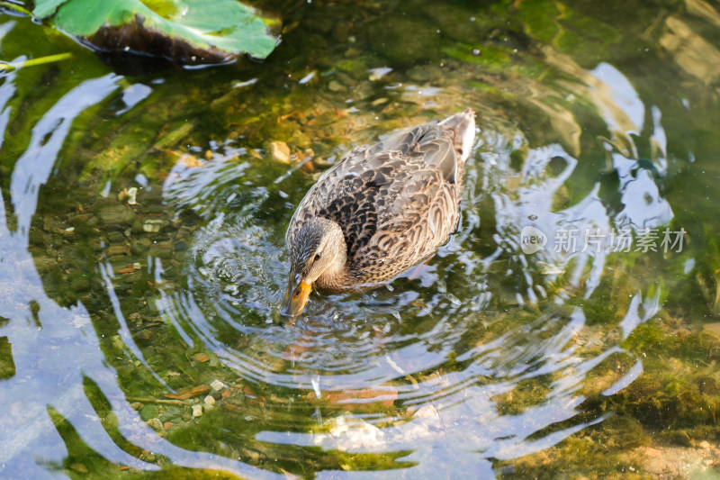 野鸭在水面休息游动