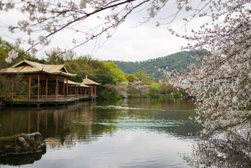 中国杭州西湖花港观鱼的水榭和樱花