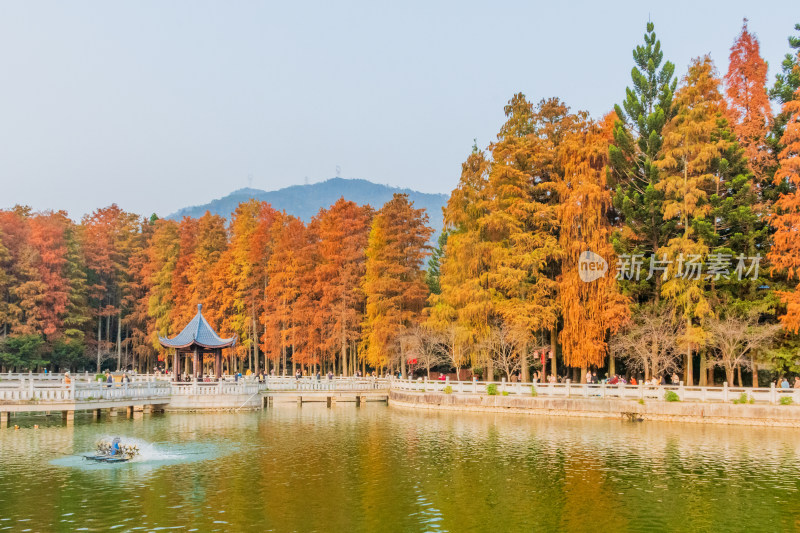 福州森林公园池杉