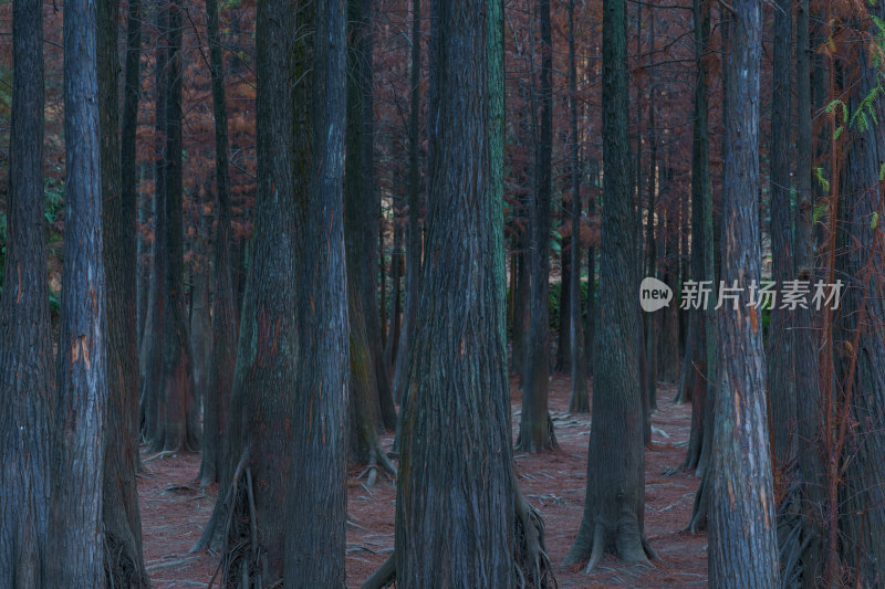 广州番禺大夫山森林公园落羽杉树林红叶