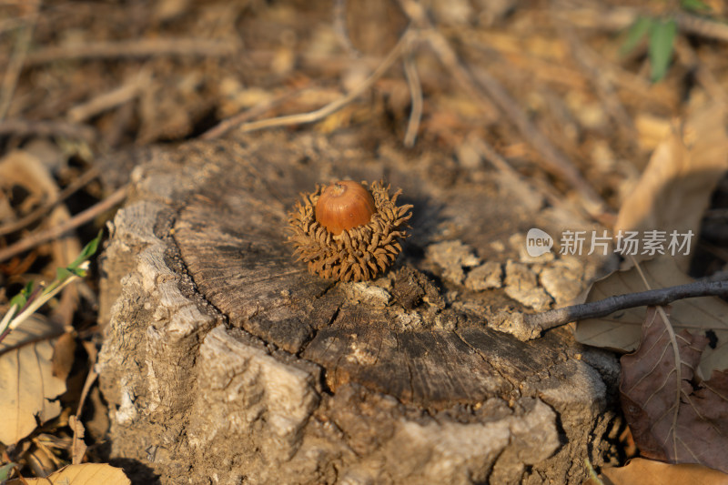 木桩上的橡子橡果