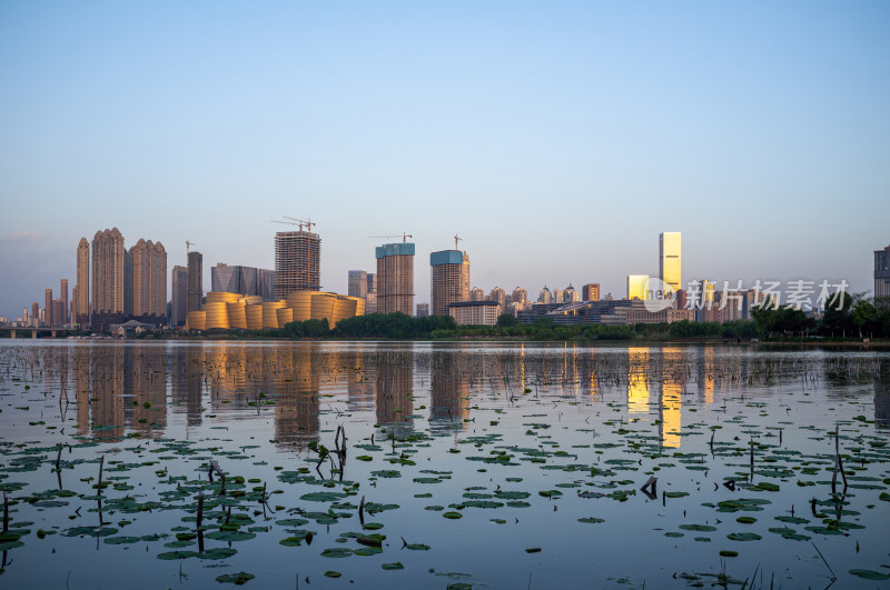 城市高楼背景下的湿地自然景观