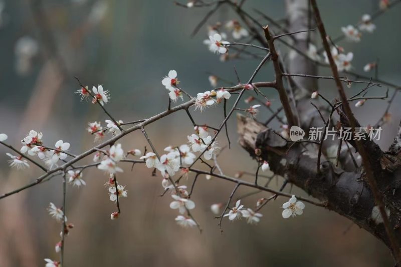 福建泉州德化国宝乡梅花