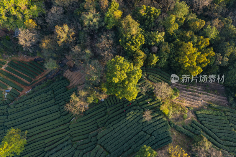 春天杭州西湖龙井茶园翁家山狮峰茶园