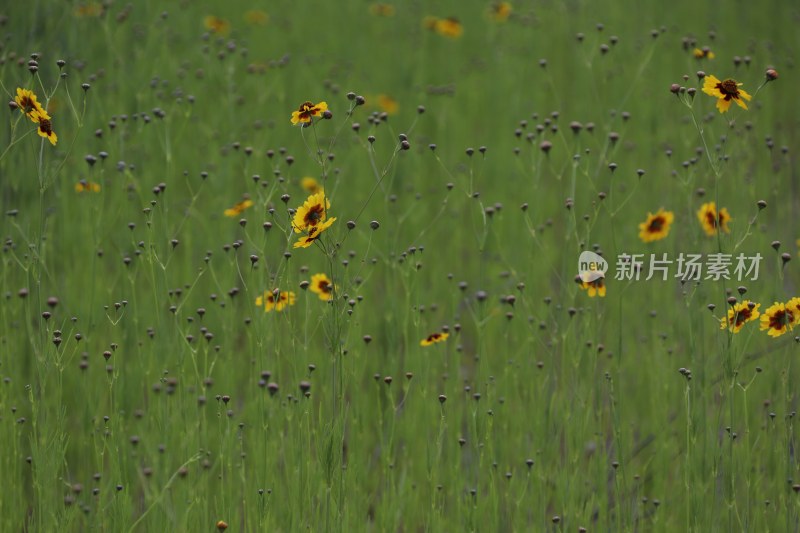 草地里的野花