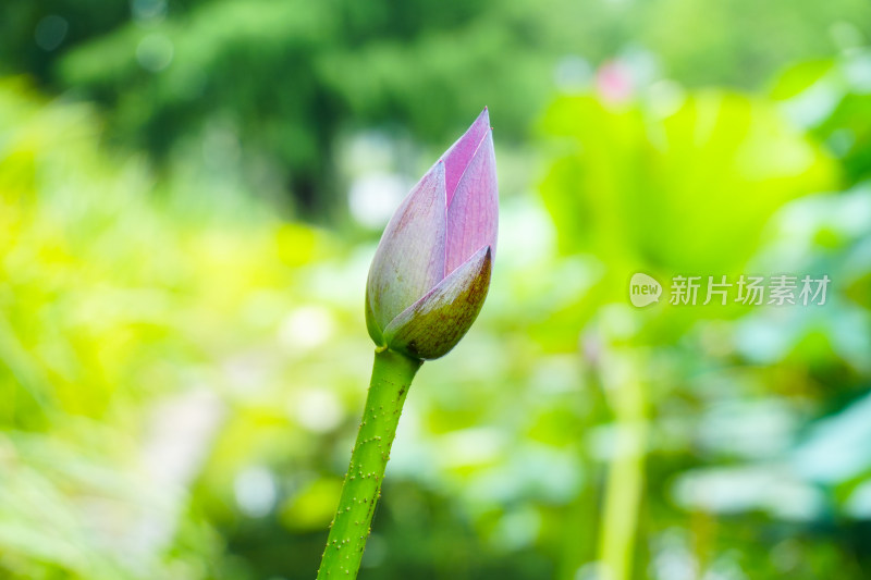 夏天含苞待放的荷花花苞