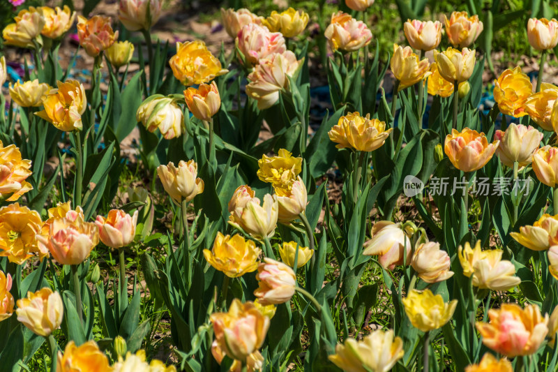 大片郁金香花海景观