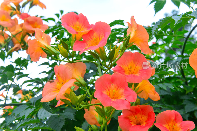 美丽凌霄花花朵花卉