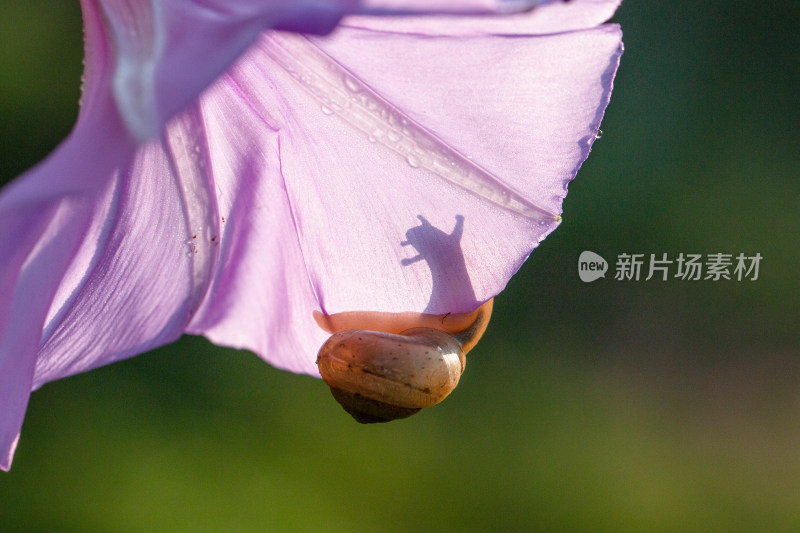 蜗牛爬行微距摄影