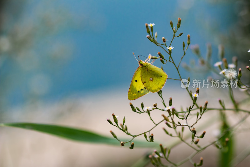 美丽蝴蝶昆虫