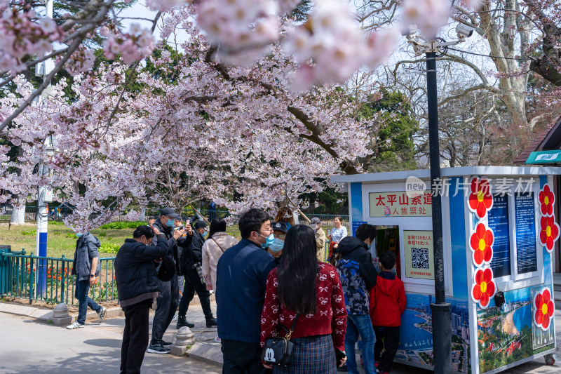 青岛中山公园樱花盛开的粉色樱花