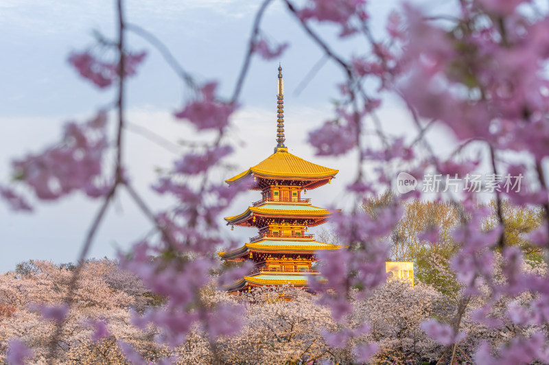 武汉东湖磨山樱花园樱花盛开