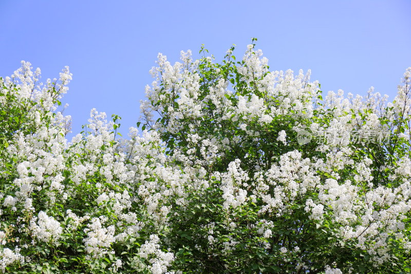 丁香花花卉