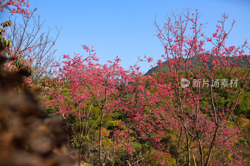 山间盛开的粉色樱花