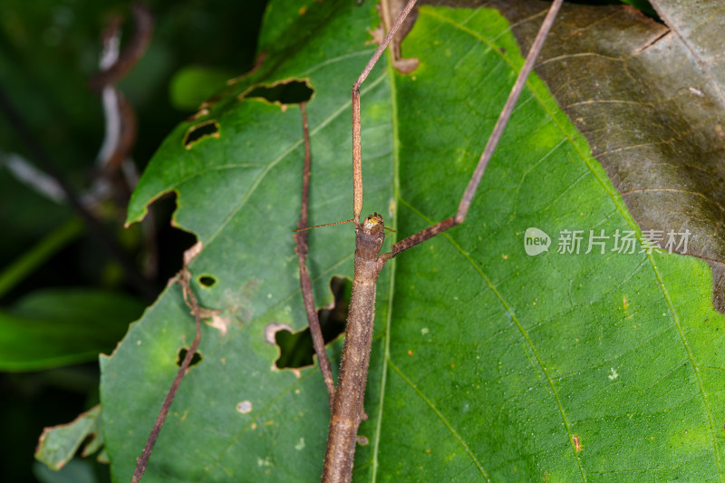 绿色叶子上的竹节虫生态自然景象