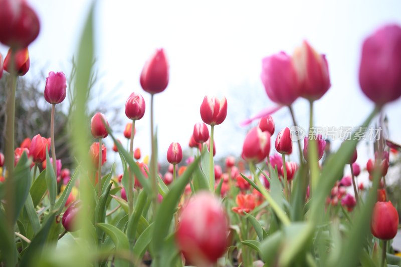 郁金香花田