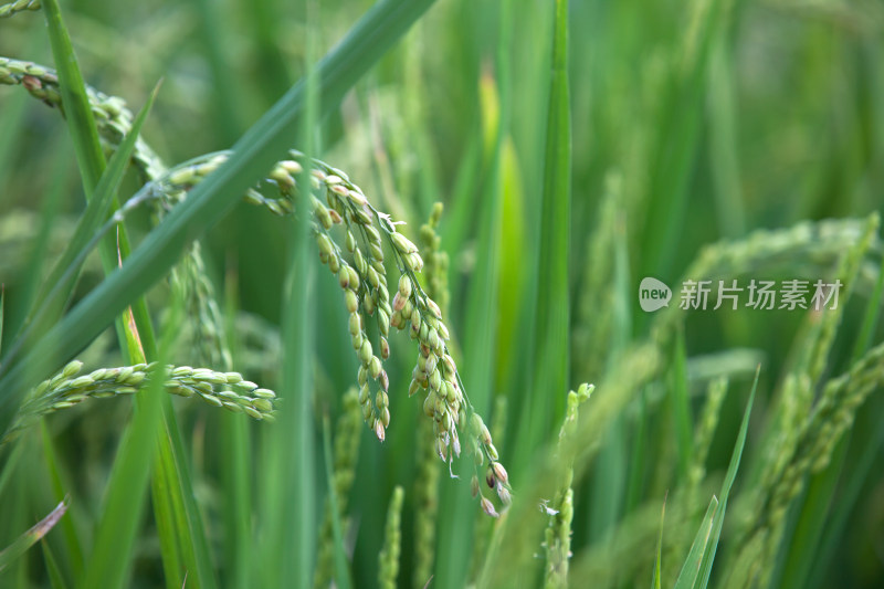 特写拍摄稻田里正在灌浆的稻穗