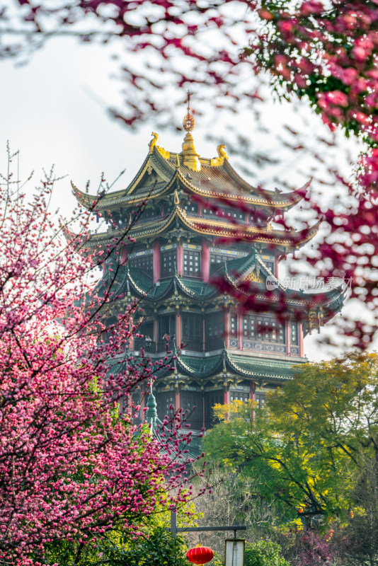 春天重庆鸿恩寺古建筑梅花