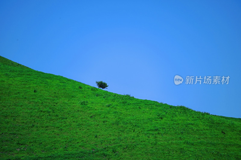 夏天新疆伊犁草原的牛马和风