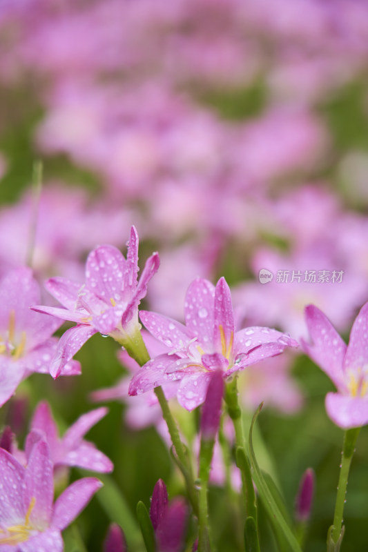 粉色的风雨兰花海