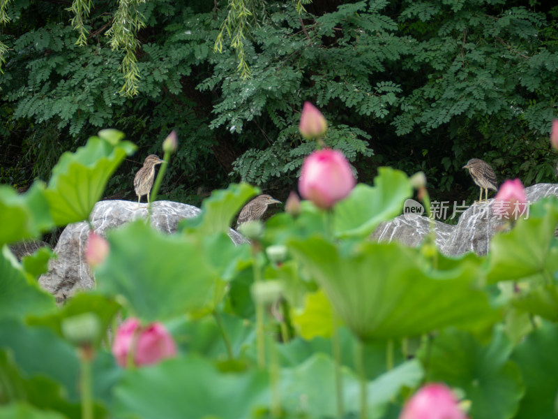 池塘边的灰鹭和莲花