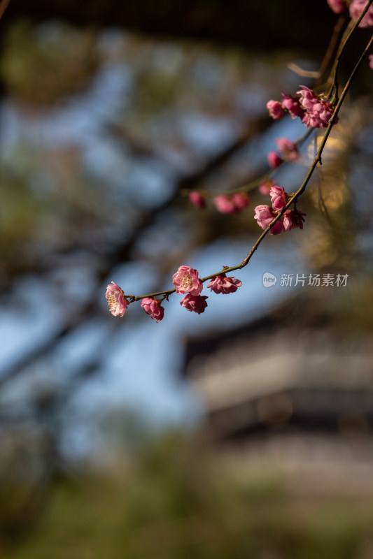 杭州花港观鱼枝头绽放的梅花特写