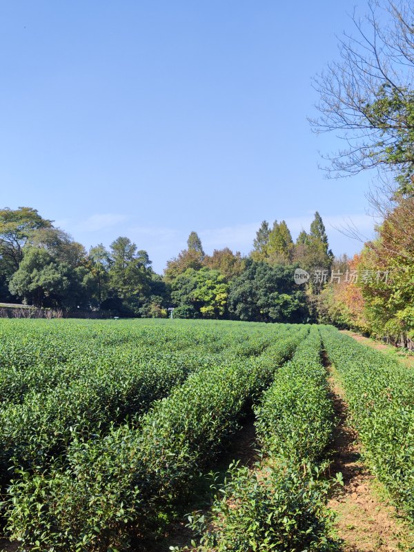 杭州云栖竹径茶园