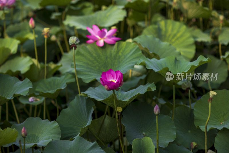 夏季公园荷塘荷叶丛中荷花特写