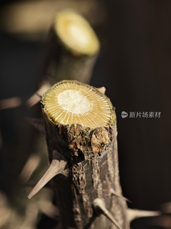 带刺植物枝干的横切面特写