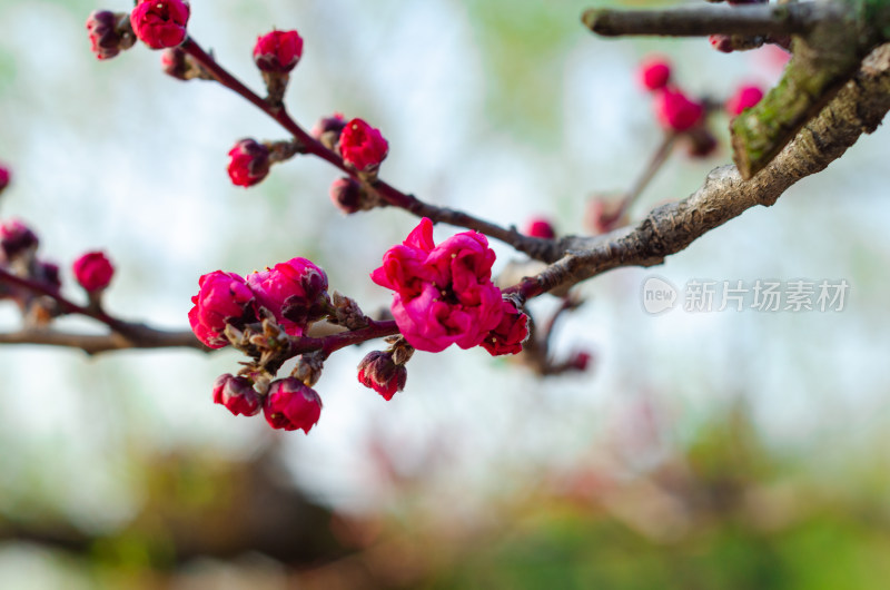 一枝碧桃花枝