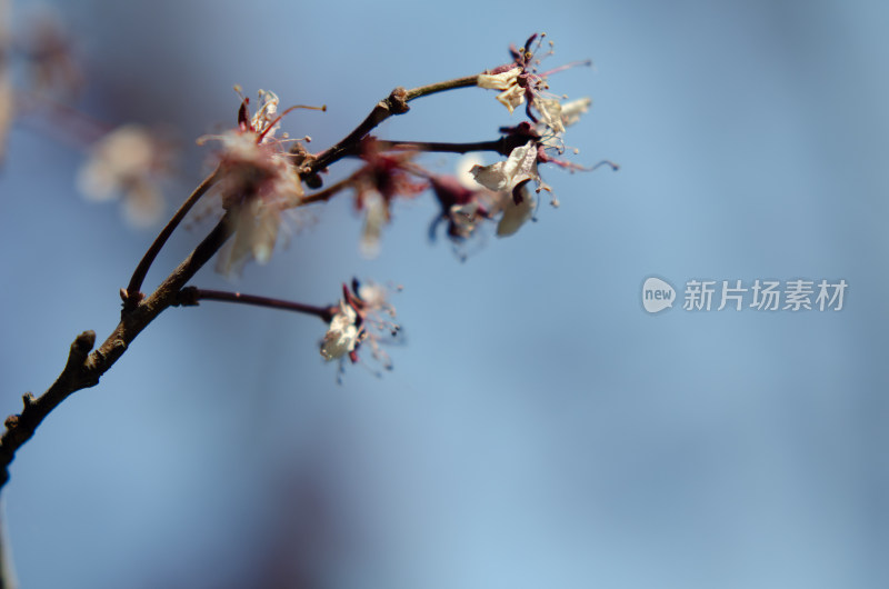 枝头枯萎凋谢的花朵特写