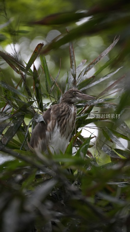 在望丛祠繁衍生息的池鹭