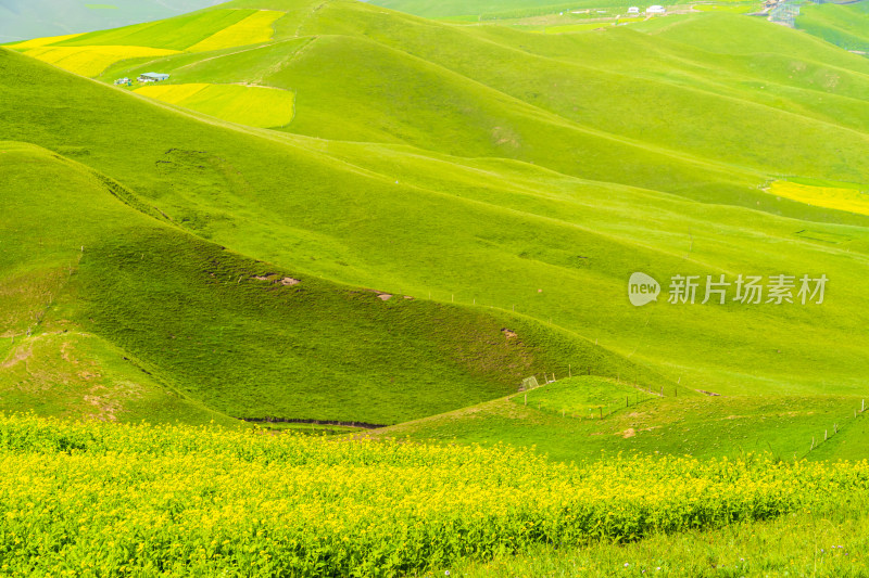 青海祁连县卓尔山景区，夏季起伏的高山牧场