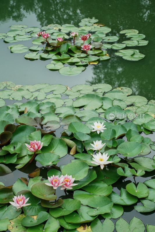 北京国家植物园睡莲