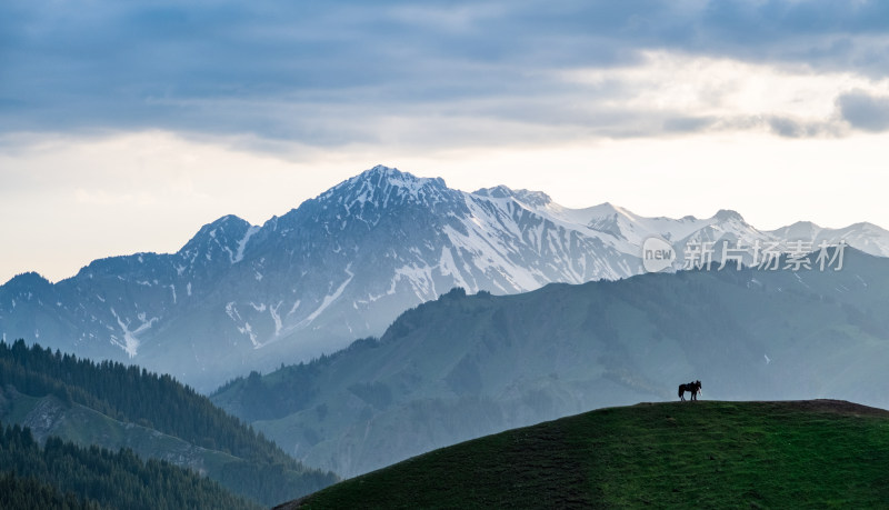 黄昏时刻新疆伊犁的雪山草原和骏马