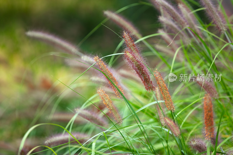 野生的狼尾草绿化观赏植物