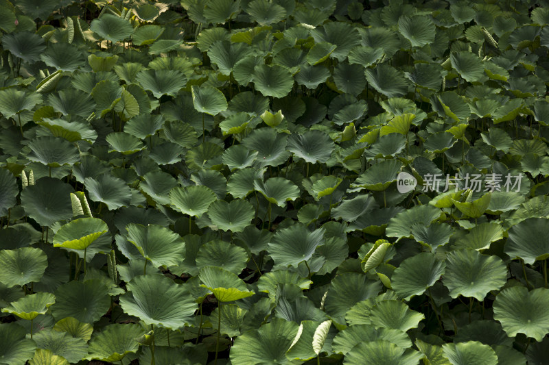 夏季荷塘荷叶荷花俯拍