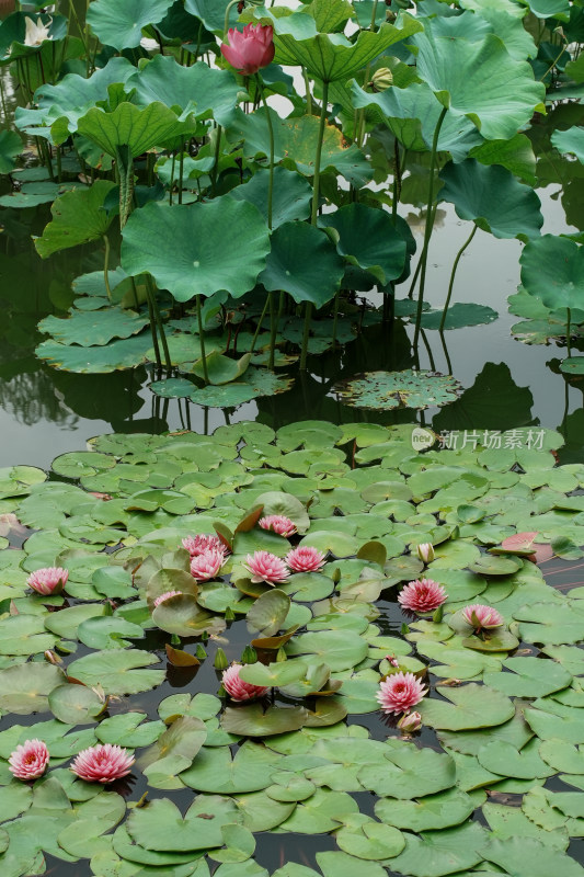 北京国家植物园睡莲