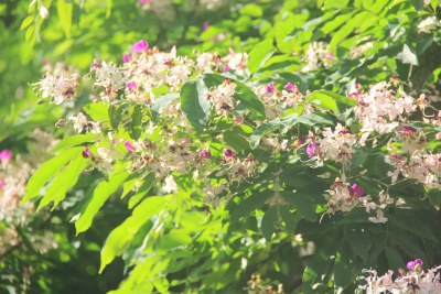 广东东莞：短萼仪花盛开