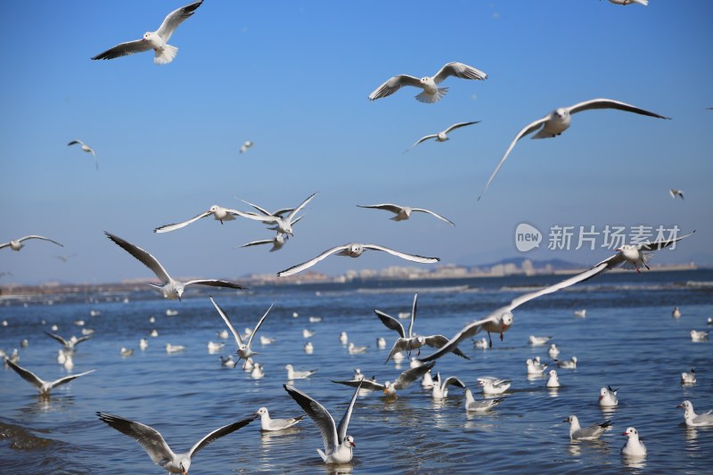 海面飞翔聚集的海鸥