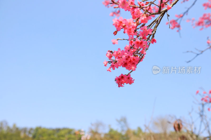 山间盛开的粉色樱花