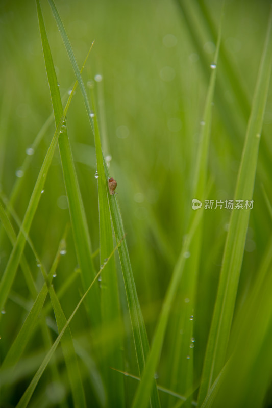 绿草水珠