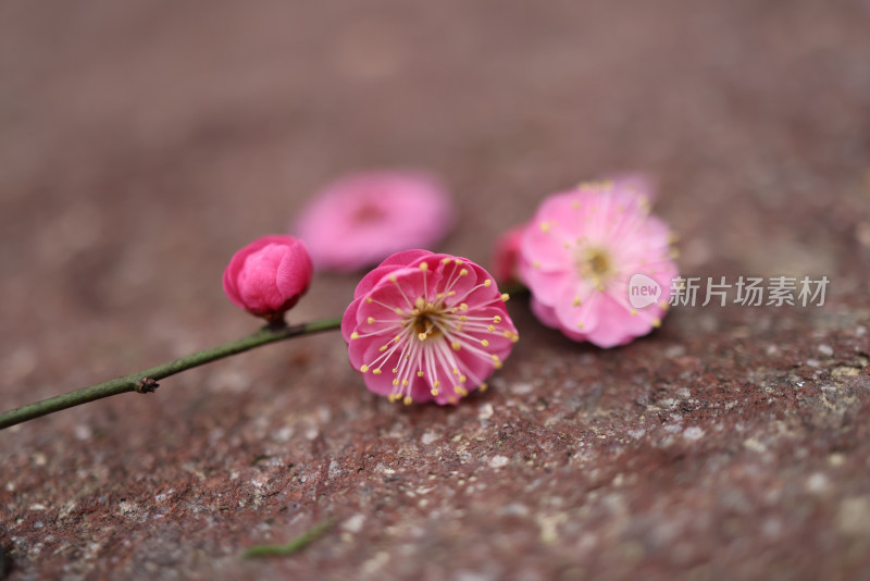 红色梅花特写