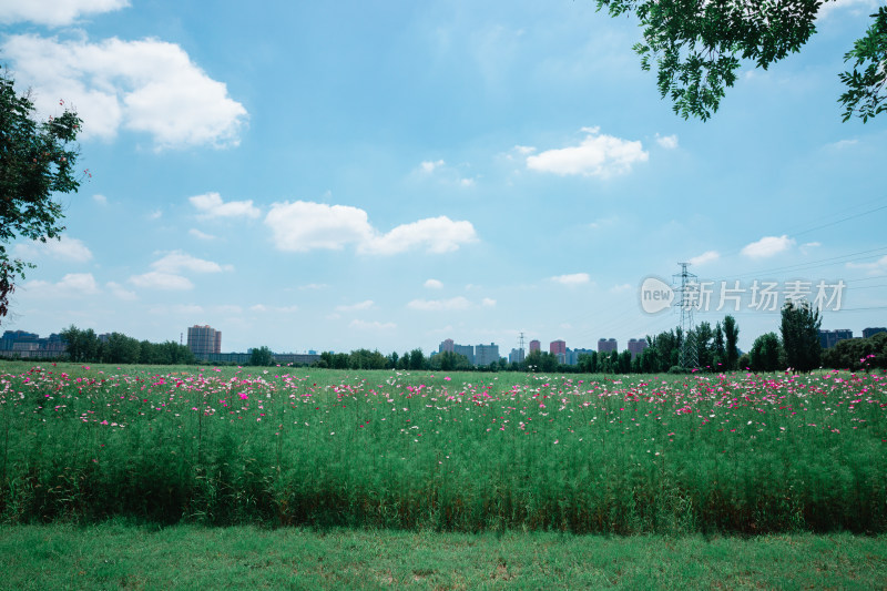 夏日格桑花