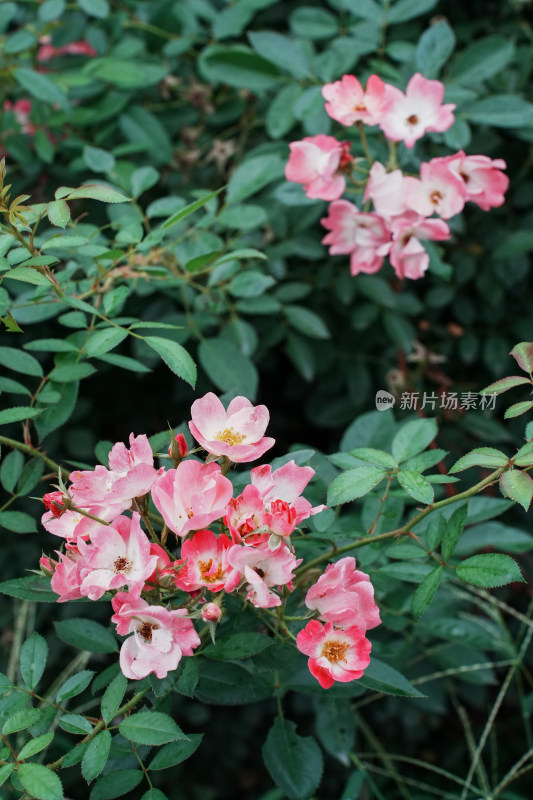 北京国家植物园月季